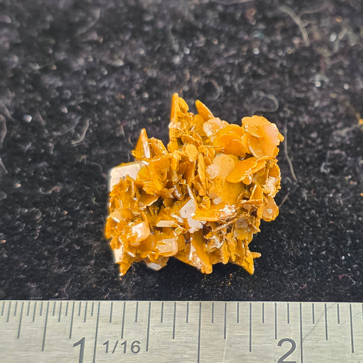 Vibrant Wulfenite specimen from Erupción-Ahumada Mine, Mexico on a black background with scale for size reference.