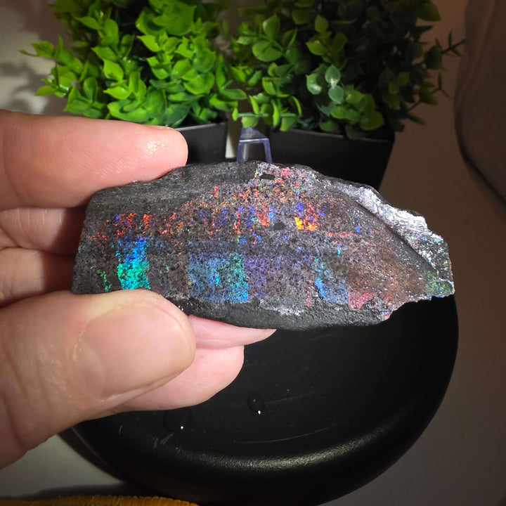Andamooka Matrix Opal Slab Slice showcasing vibrant colors and natural matrix texture in wet condition