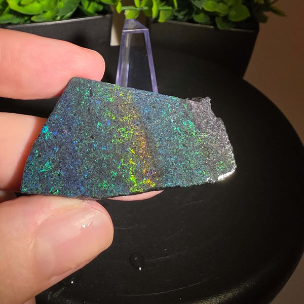 Andamooka Matrix Opal Slab Slice showcasing vibrant colors and natural matrix texture in wet condition