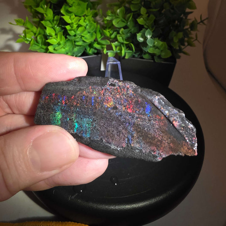 Andamooka Matrix Opal Slab Slice showcasing vibrant colors and natural matrix texture in wet condition