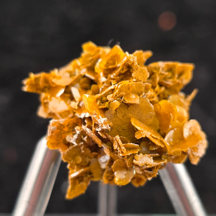 Vibrant Wulfenite specimen from Erupción Mine, showcasing intricate tetragonal crystals in warm yellow hues.
