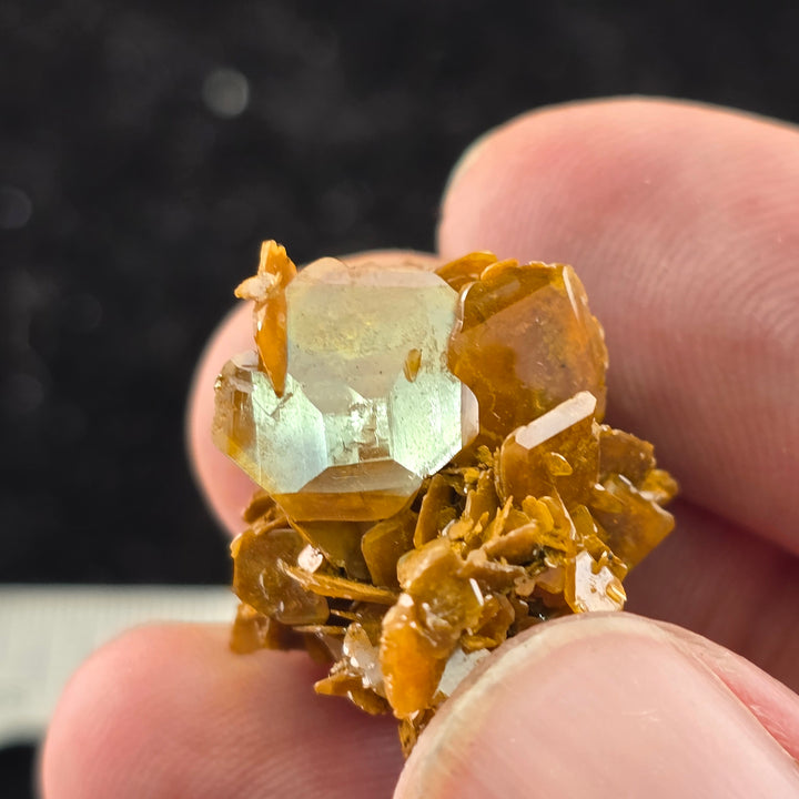 Vibrant Wulfenite mineral from the Erupción Mine, showcasing tetragonal crystal habit and unique amber hues.