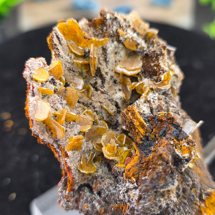Vibrant Wulfenite specimen from Erupción Mine, showcasing classic tetragonal crystal habit with bright yellow hues.
