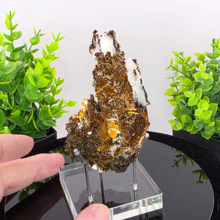 Wulfenite - Erupción-Ahumada Mine, Mexico